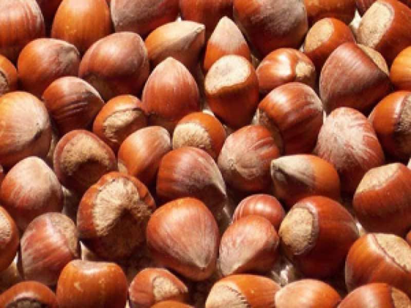 Güvendiğimiz üreticiden gelen kabuklu fındık