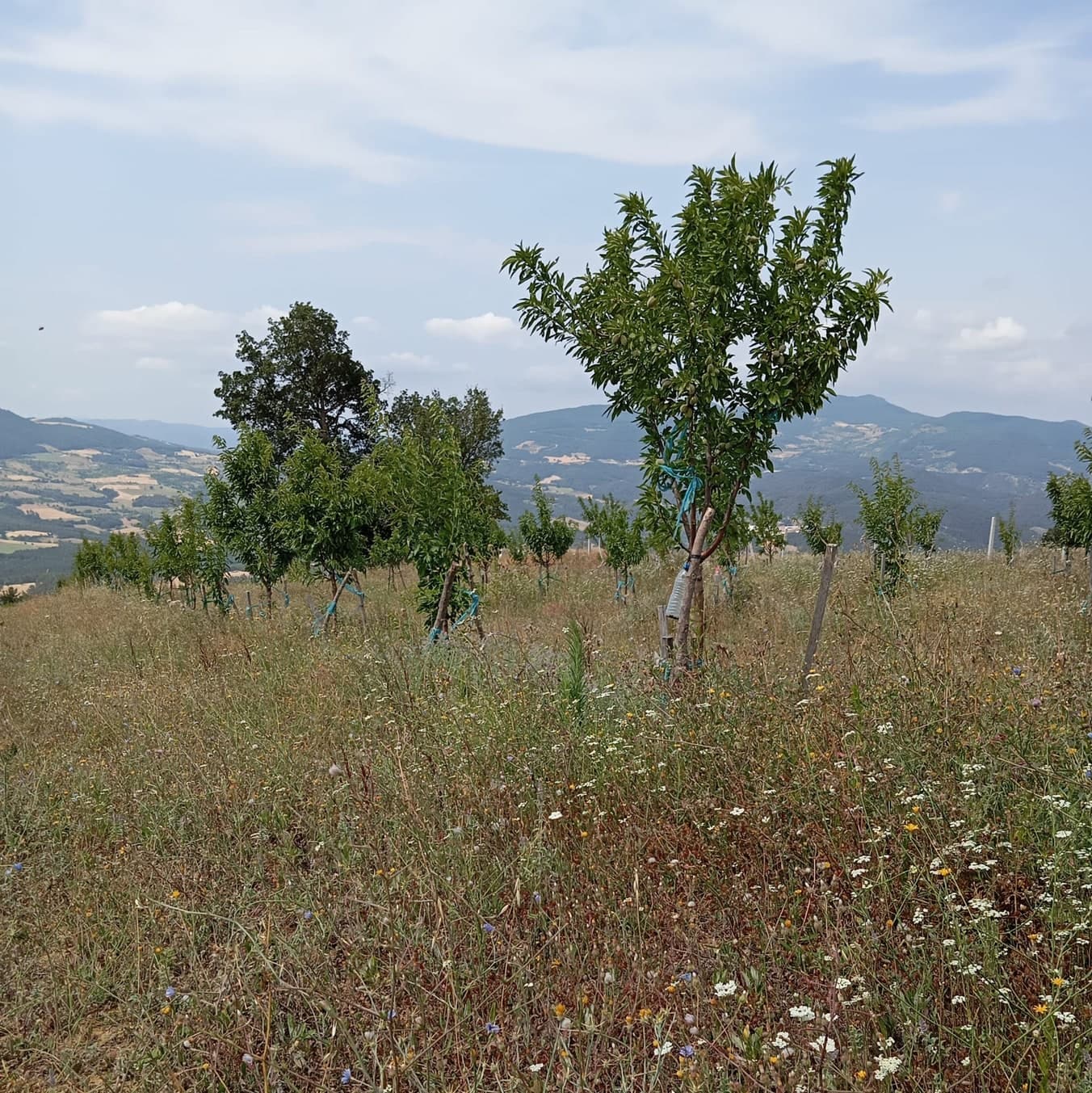 Kılıçkaya yamaçlarında genç badem bahçesi, arkada vadi ve dağlar